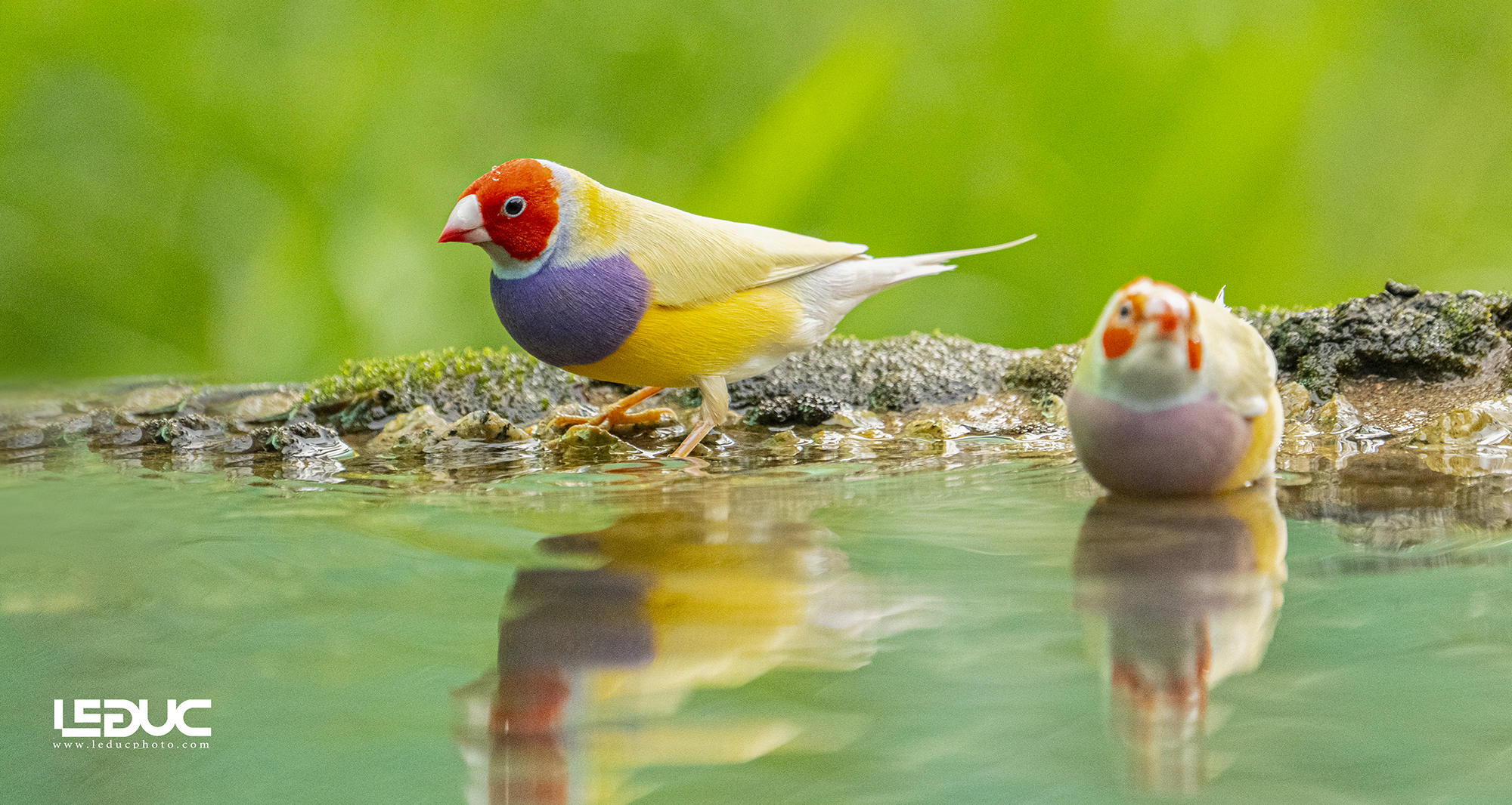 Chim sẻ 7 màu úc (1)1